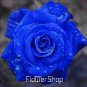 Blue Rose Fragrant Gardens Flowering Plants 300 Seeds