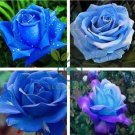 Midenight Rose Seeds Light Purple Light Blue Double Flowers Big Blooms Fragrant 200 Seeds