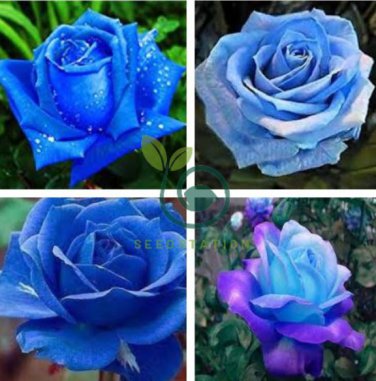 Midenight Rose Seeds Light Purple Light Blue Double Flowers Big Blooms Fragrant 200 Seeds