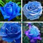 Midenight Rose Seeds Light Purple Light Blue Double Flowers Big Blooms Fragrant 200 Seeds