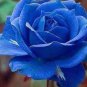 Midenight Rose Seeds Light Purple Light Blue Double Flowers Big Blooms Fragrant 200 Seeds