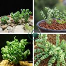 Spring Violet Grass Plant Succulents Grass 400 Seeds