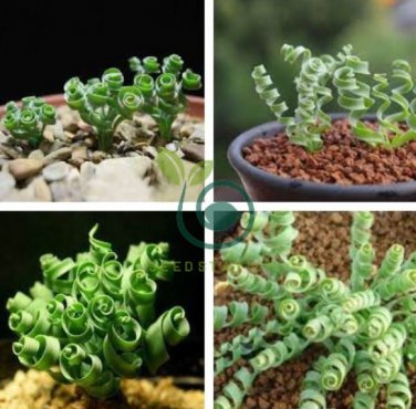Spring Violet Grass Plant Succulents Grass 400 Seeds