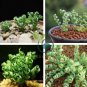 Spring Violet Grass Plant Succulents Grass 400 Seeds