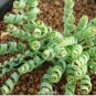 Spring Violet Grass Plant Succulents Grass 400 Seeds