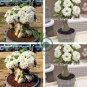True White Desert Rose Bonsai Ornamental Plant Balcony Bonsai 2 Seeds
