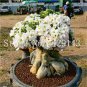 True White Desert Rose Bonsai Ornamental Plant Balcony Bonsai 2 Seeds