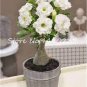 True White Desert Rose Bonsai Ornamental Plant Balcony Bonsai 2 Seeds
