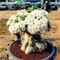 True White Desert Rose Bonsai Ornamental Plant Balcony Bonsai 2 Seeds
