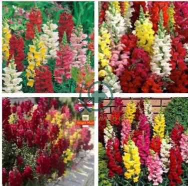 Mixed Antirrhinum Snapdragon Jardin Fragrant Dwarf Flower  200 Seeds