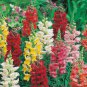 Mixed Antirrhinum Snapdragon Jardin Fragrant Dwarf Flower  200 Seeds