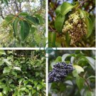 Ligustrum Lucidum Semente 200 Seeds