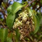 Ligustrum Lucidum Semente 200 Seeds