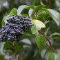 Ligustrum Lucidum Semente 200 Seeds