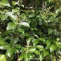 Ligustrum Lucidum Semente 200 Seeds
