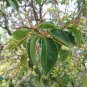 Ligustrum Lucidum Semente 200 Seeds