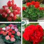 Rare Dark Red Geranium Bonsai 60 Seeds