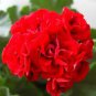 Rare Dark Red Geranium Bonsai 60 Seeds