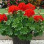Rare Dark Red Geranium Bonsai 60 Seeds