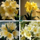 Clivia Miniata Plant Gorgeous Bonsai  200 Seeds