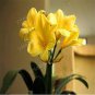 Clivia Miniata Plant Gorgeous Bonsai 200 Seeds