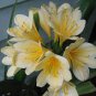 Clivia Miniata Plant Gorgeous Bonsai 200 Seeds