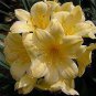 Clivia Miniata Plant Gorgeous Bonsai 200 Seeds