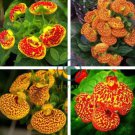 Bonsai Calceolaria Dicentra Spectabilis Rare Flower 400 Seeds