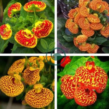 Bonsai Calceolaria Dicentra Spectabilis Rare Flower 400 Seeds