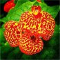 Bonsai Calceolaria Dicentra Spectabilis Rare Flower 400 Seeds
