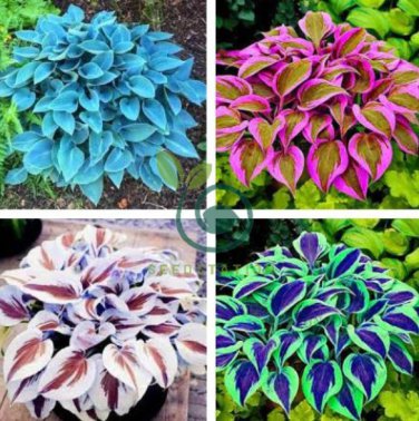 Coloful Hosta Plants Perennials Lily Flower 200 Seeds