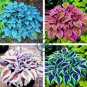 Coloful Hosta Plants Perennials Lily Flower 200 Seeds