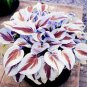 Coloful Hosta Plants Perennials Lily Flower 200 Seeds