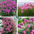 Armeria Maritima Bonsai Thrif 100 Seeds