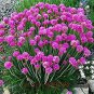 Armeria Maritima Bonsai Thrif 100 Seeds