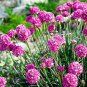Armeria Maritima Bonsai Thrif 100 Seeds