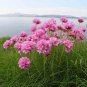 Armeria Maritima Bonsai Thrif 100 Seeds