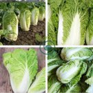 Chinese Cabbage Heirloom 200 Seeds