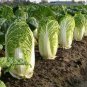 Chinese Cabbage Heirloom 200 Seeds