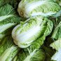 Chinese Cabbage Heirloom 200 Seeds