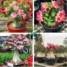 Imported Adenium 2 Seeds