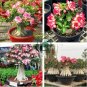 Imported Adenium 2 Seeds