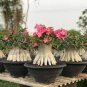 Imported Adenium 2 Seeds