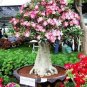 Imported Adenium 2 Seeds