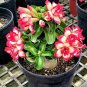 Imported Adenium 2 Seeds