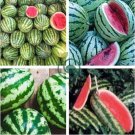 Big Long Red Watermelon 80 Seeds