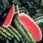 Big Long Red Watermelon 80 Seeds