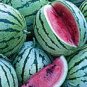 Big Long Red Watermelon 80 Seeds