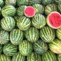 Big Long Red Watermelon 80 Seeds