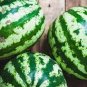 Big Long Red Watermelon 80 Seeds